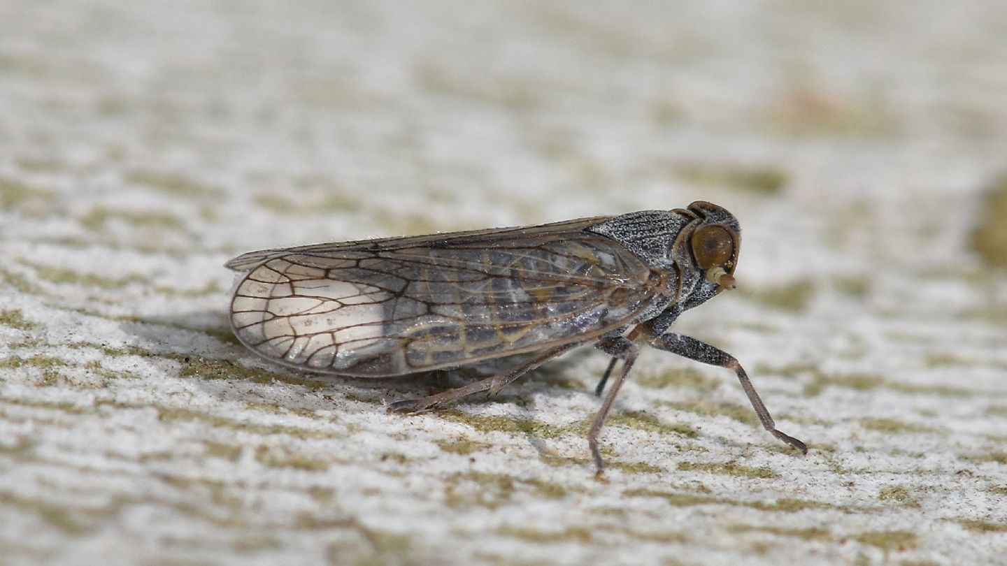 Cixiidae dalla Corsica