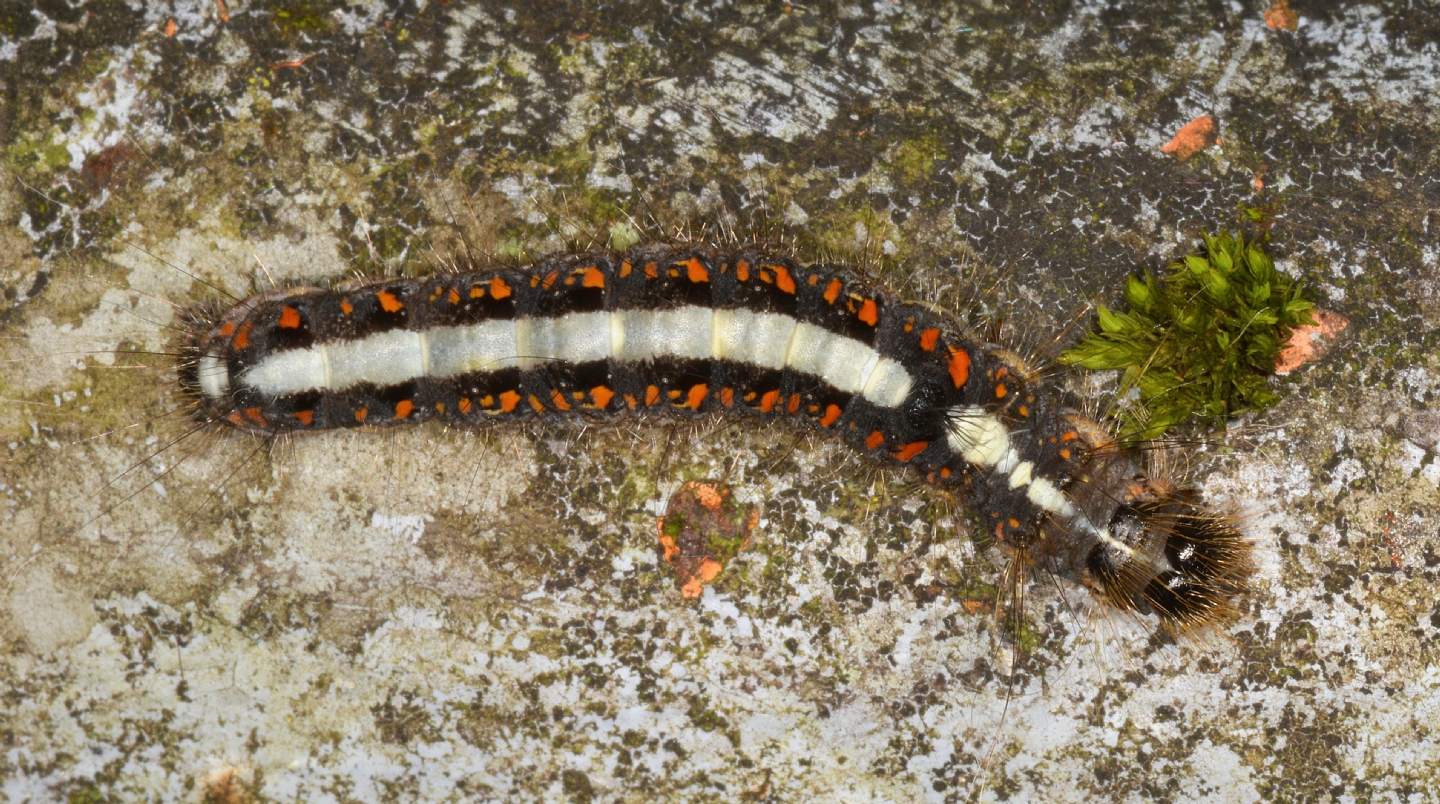 larva di Acronicta cuspis (Noctuidae)