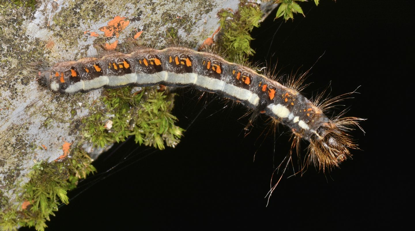 larva di Acronicta cuspis (Noctuidae)