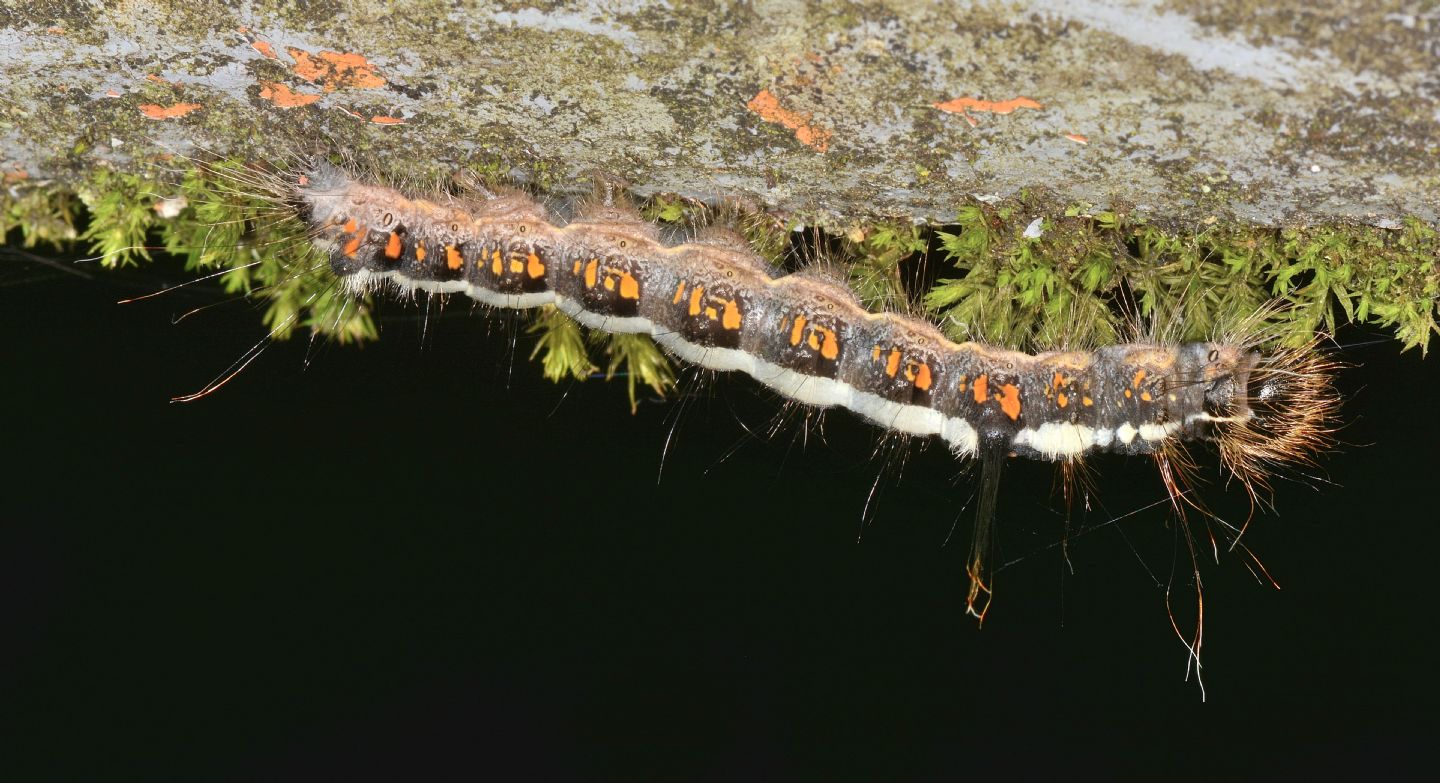 larva di Acronicta cuspis (Noctuidae)