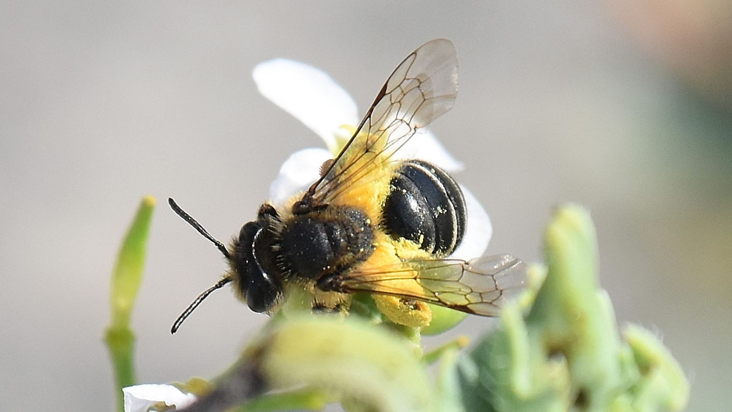 Impollinatrice: Andrena cfr. flavipes, femmina (Apidae Andreninae)