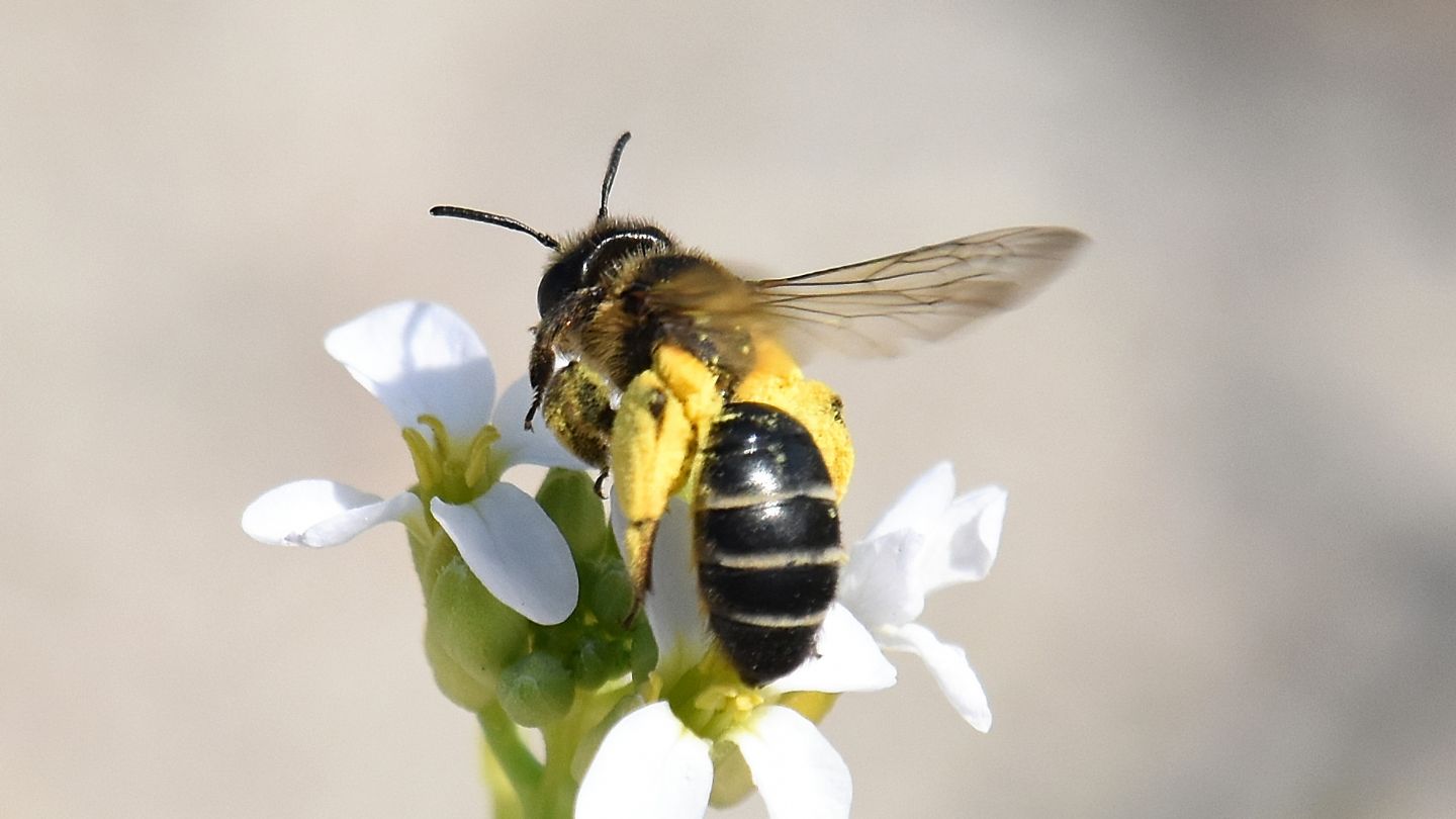 Impollinatrice: Andrena cfr. flavipes, femmina (Apidae Andreninae)