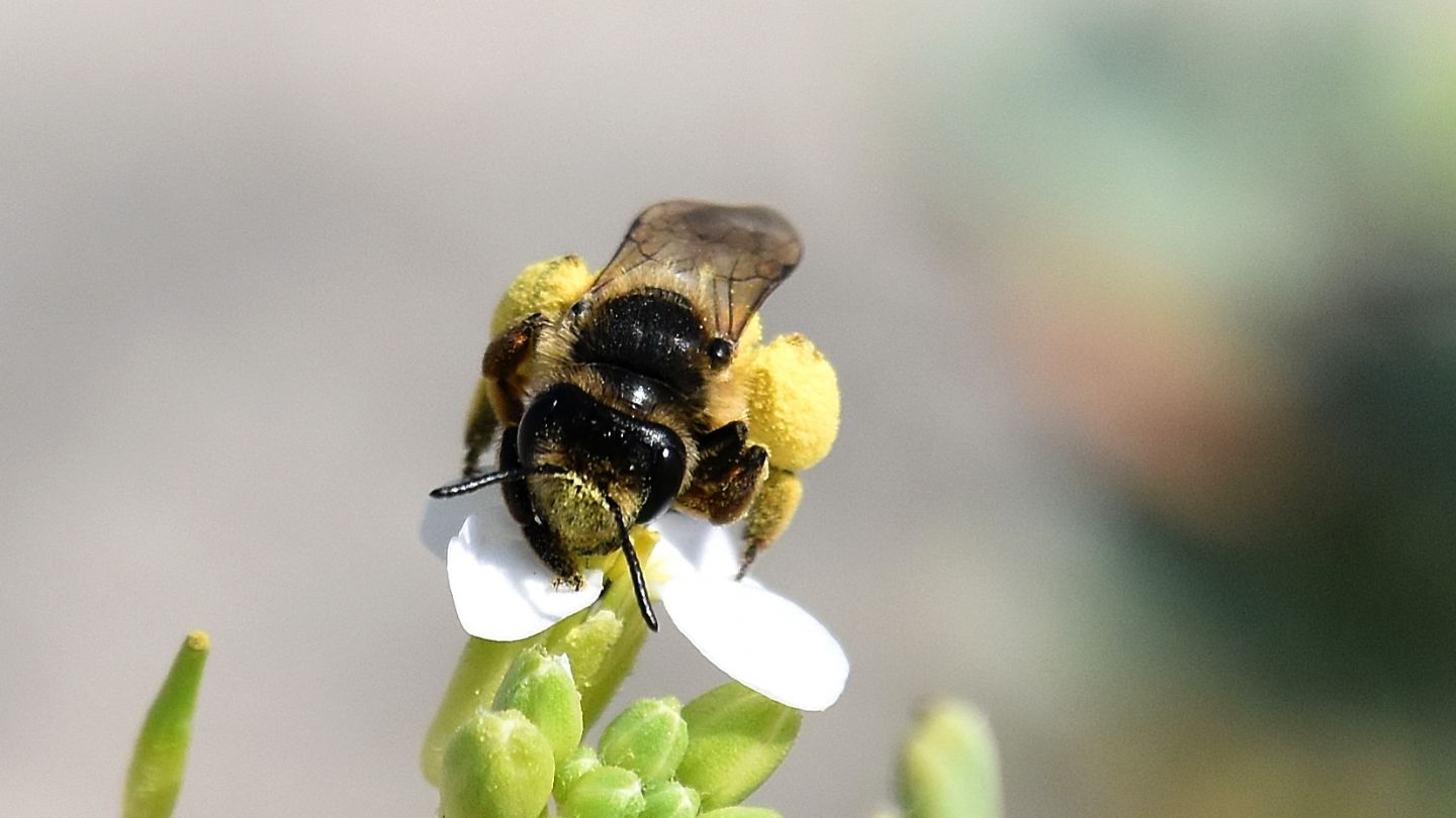 Impollinatrice: Andrena cfr. flavipes, femmina (Apidae Andreninae)