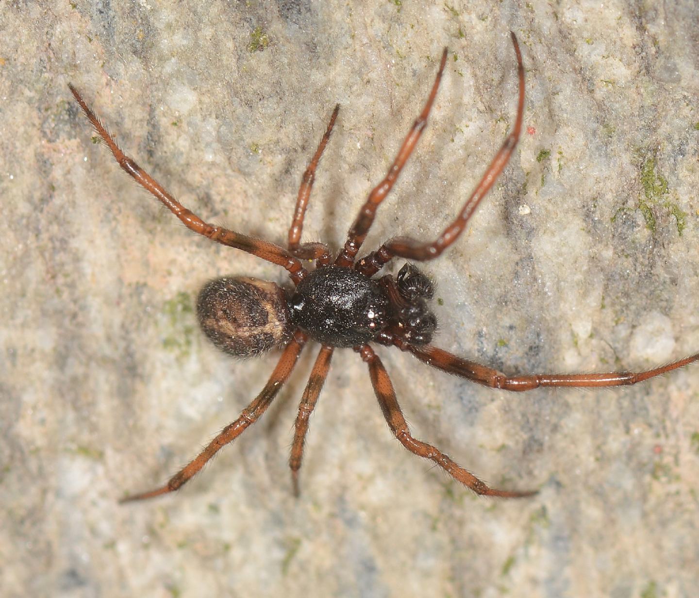 Maschio di Steatoda bipunctata -  Bannio Anzino (VCO)