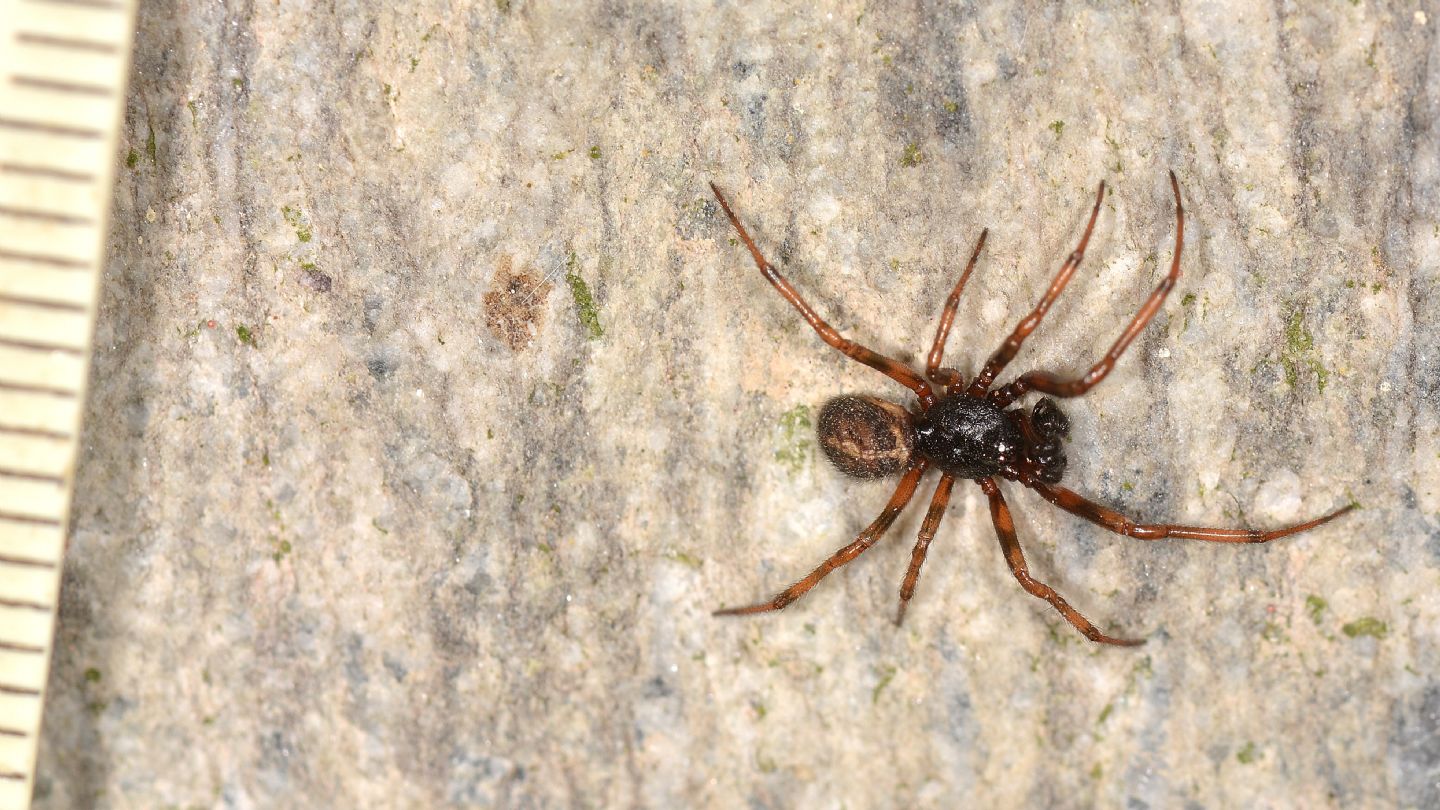 Maschio di Steatoda bipunctata -  Bannio Anzino (VCO)