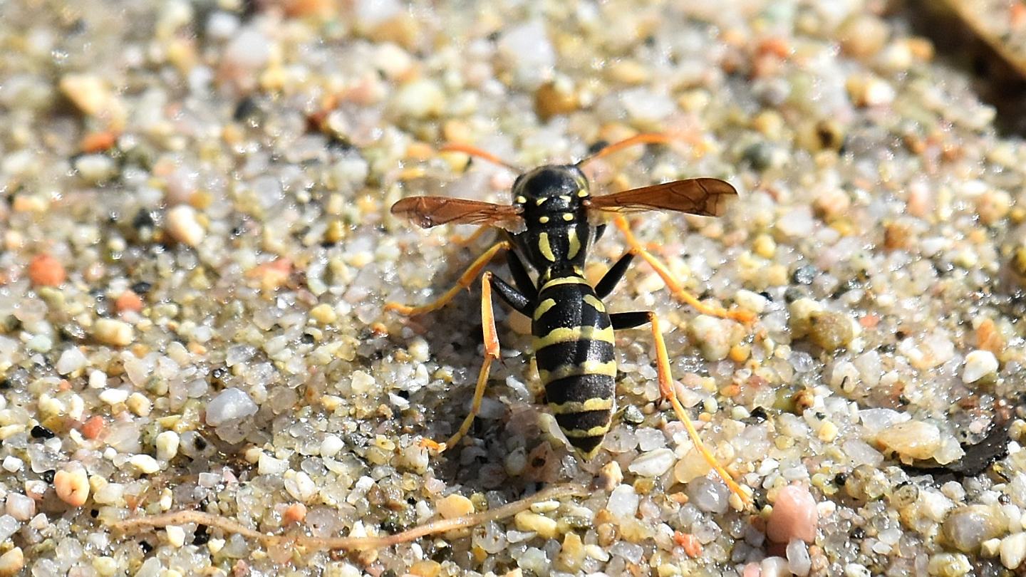 Polistes sp.: disegno non trovato