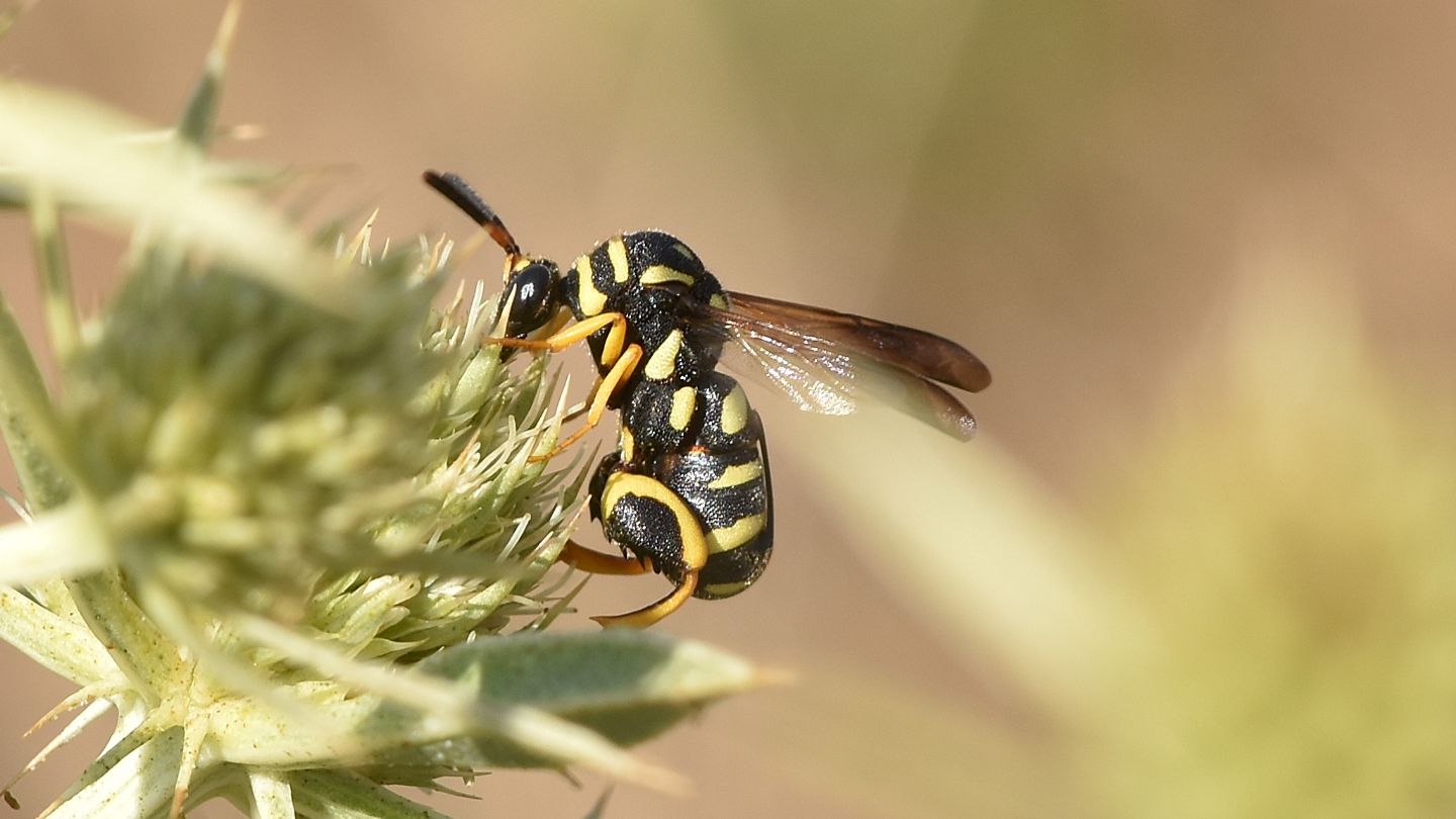 Quale Leucospis? Femmina di L. gigas, Leucospidae