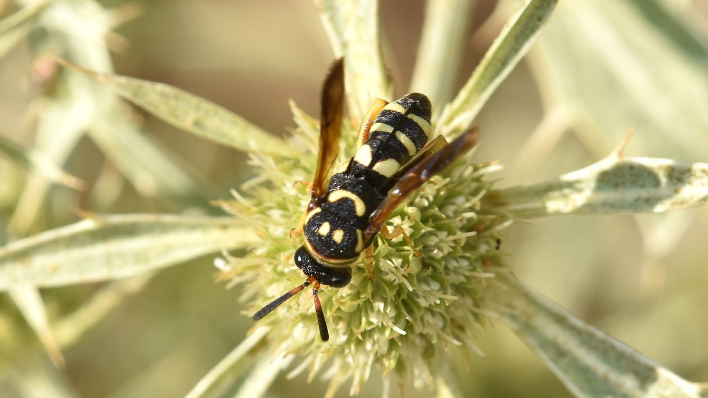 Quale Leucospis? Femmina di L. gigas, Leucospidae