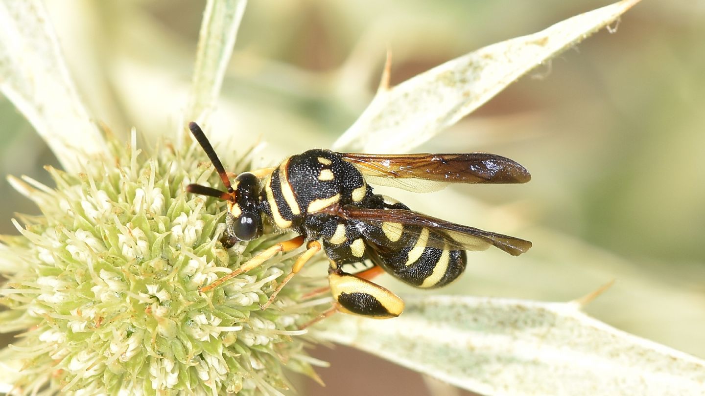 Quale Leucospis? Femmina di L. gigas, Leucospidae