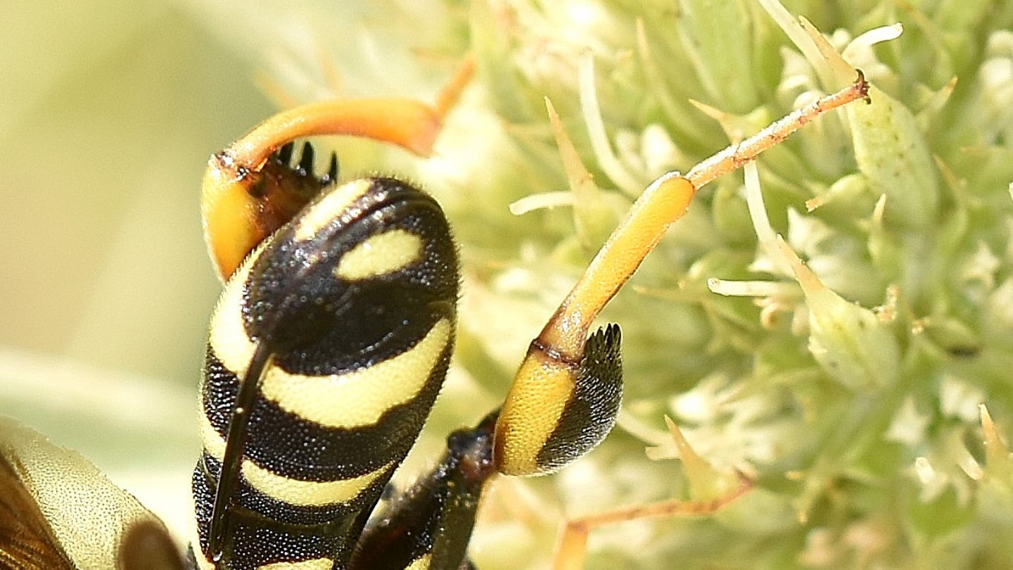 Quale Leucospis? Femmina di L. gigas, Leucospidae