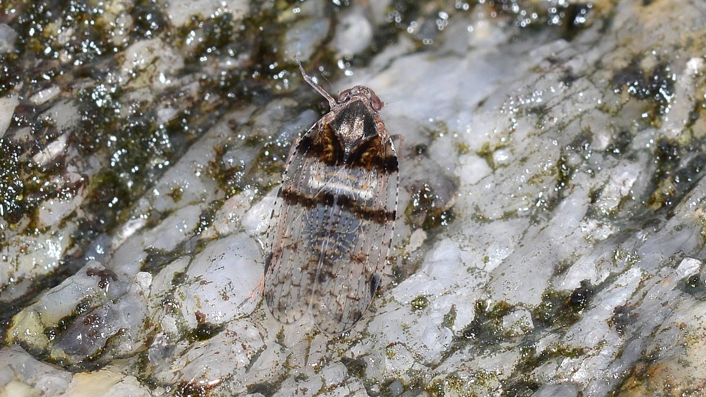 invisibile...  Cixius nervosus (Fulgoromorpha Cixiidae)