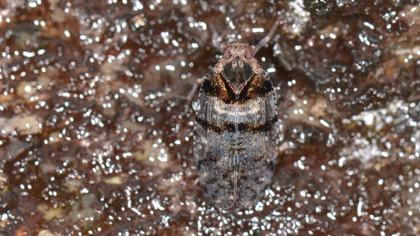 invisibile...  Cixius nervosus (Fulgoromorpha Cixiidae)