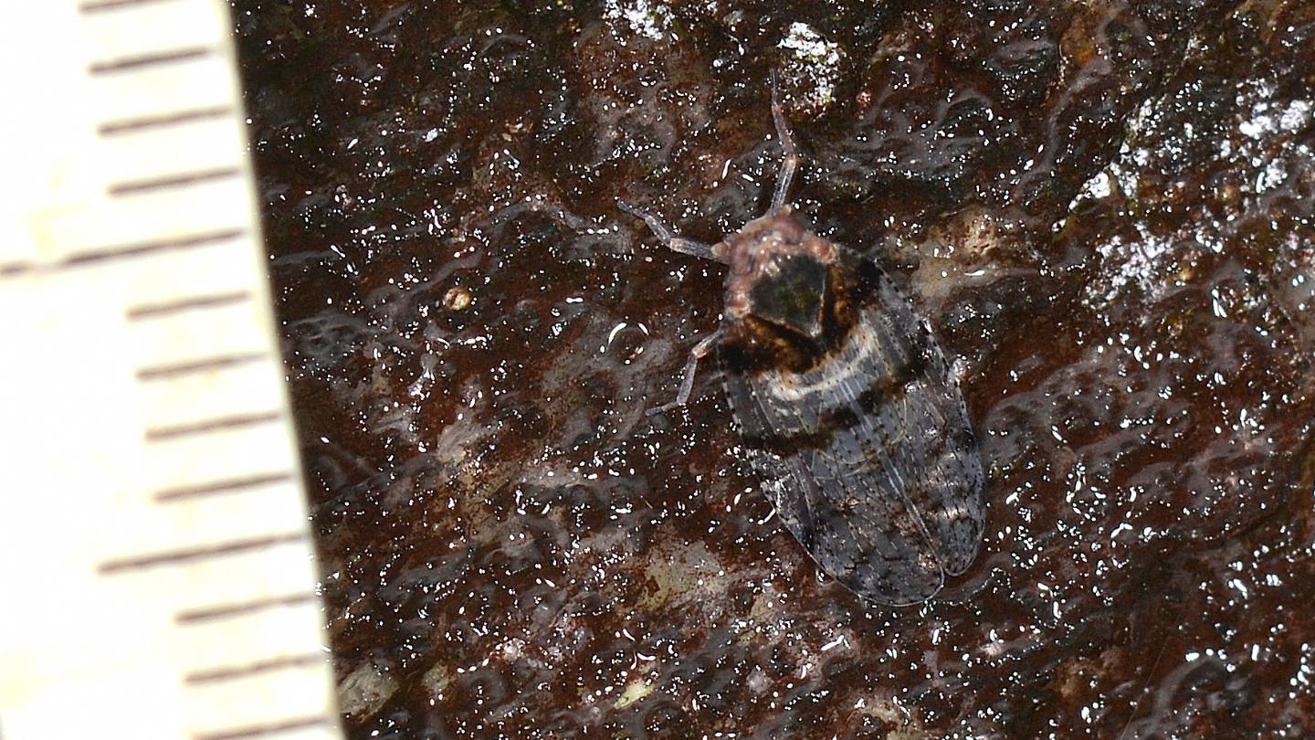 invisibile...  Cixius nervosus (Fulgoromorpha Cixiidae)