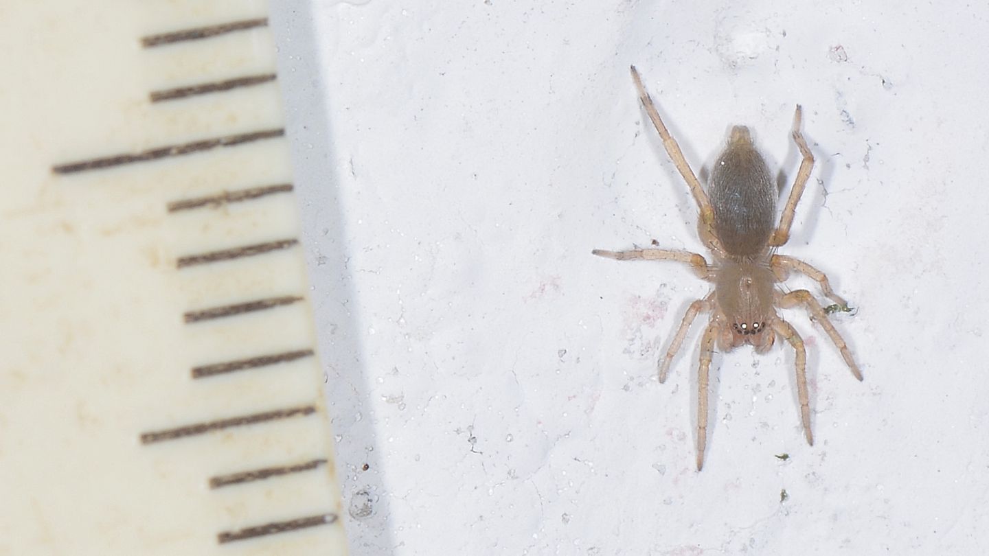 Clubiona sp.  - Bannio Anzino (VCO)