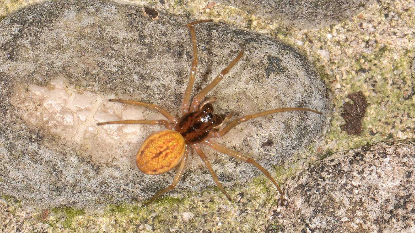 Pachygnatha sp. (cfr. clercki ?) - Mediglia (MI)