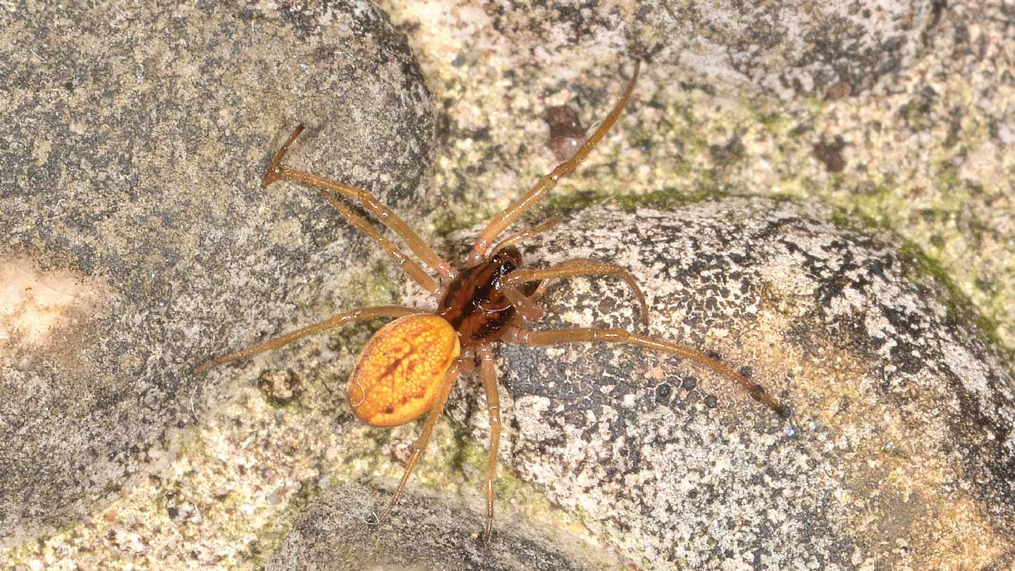 Pachygnatha sp. (cfr. clercki ?) - Mediglia (MI)