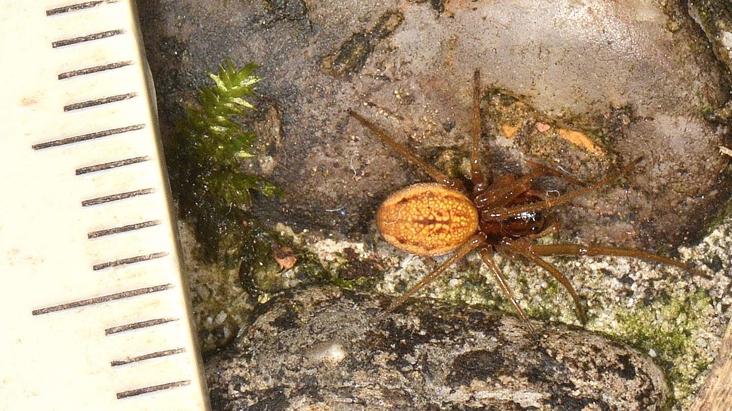 Pachygnatha sp. (cfr. clercki ?) - Mediglia (MI)