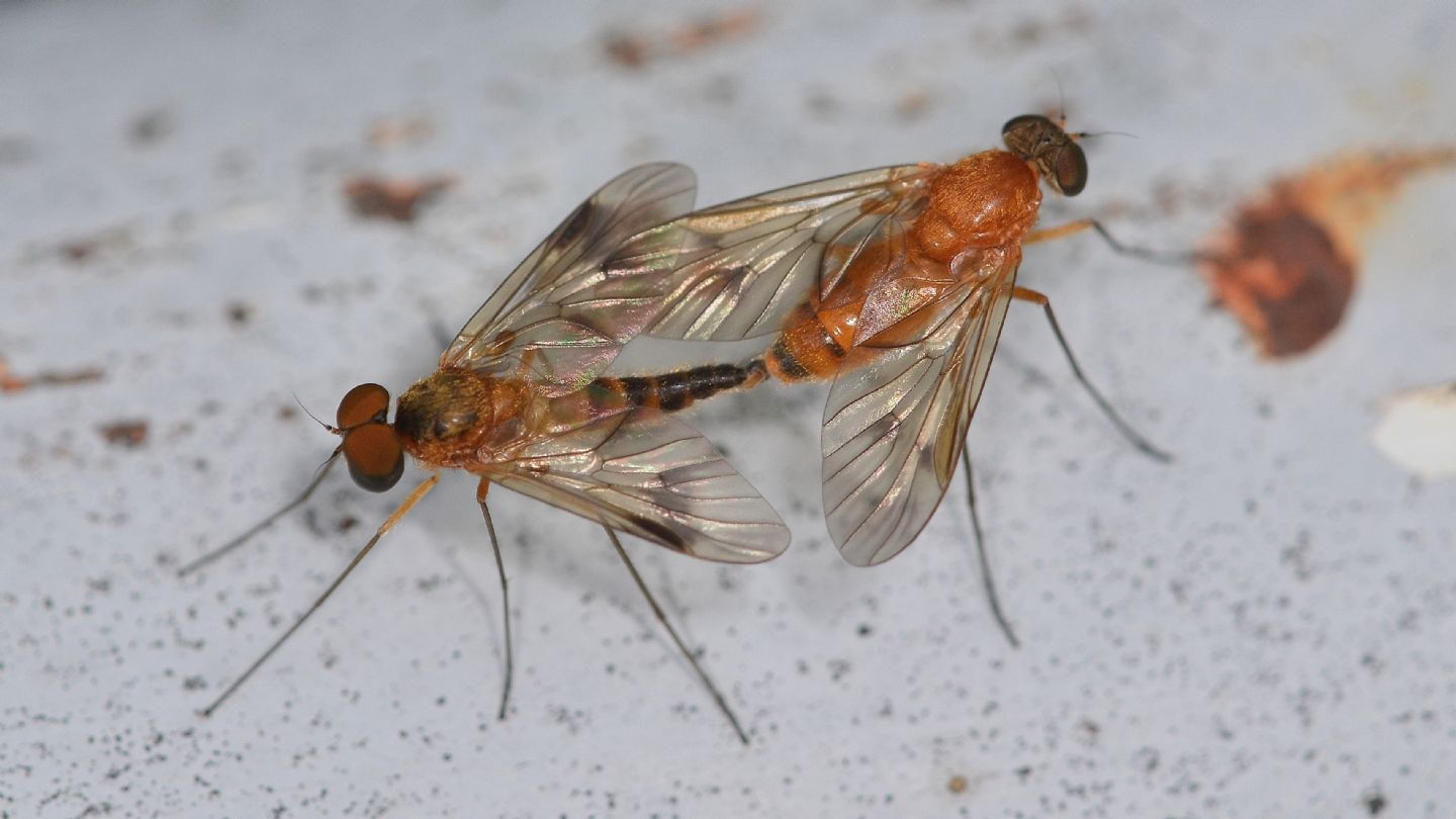 Coppia di Chrysopilus laetus (Rhagionidae)