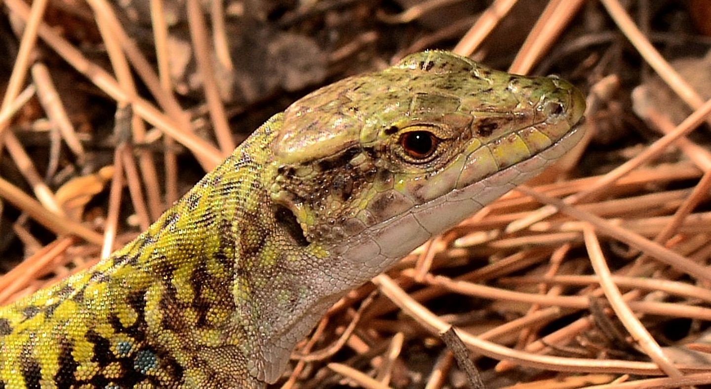 Podarcis siculus , maschio