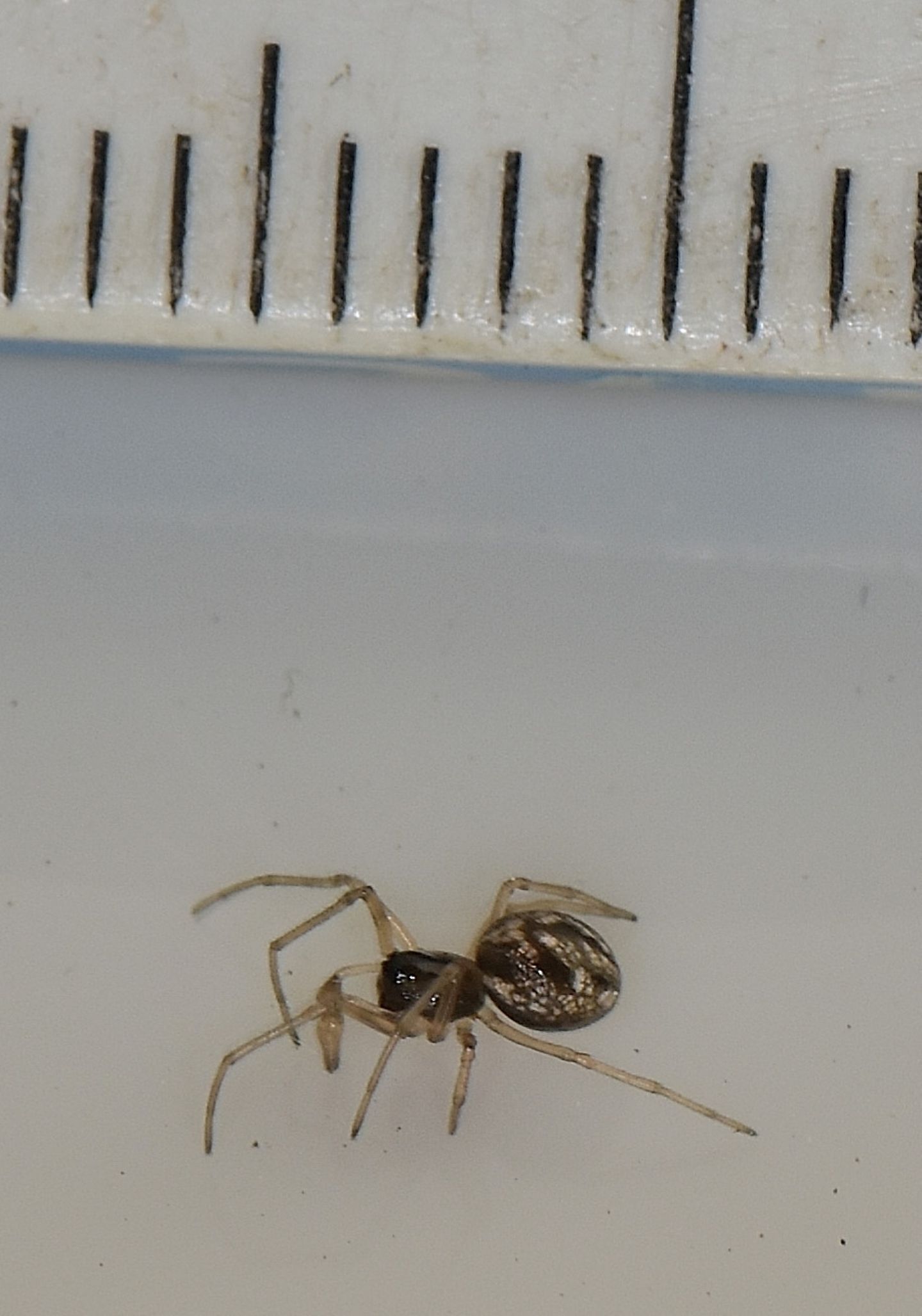 Pachygnatha sp., maschio immaturo - Ghisonaccia (Corsica)