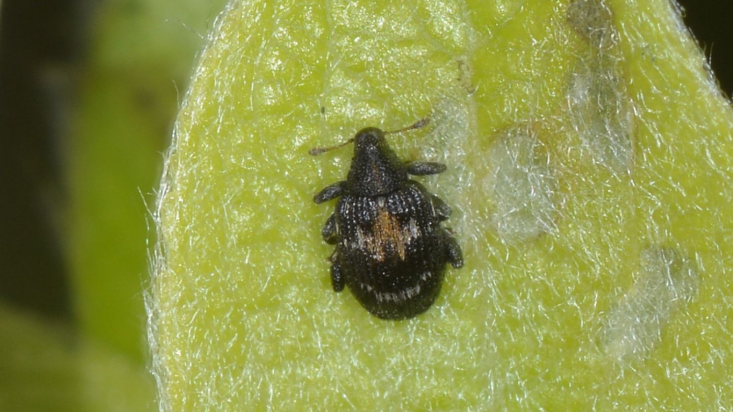 micro Curculionidae: Tachyerges salicis