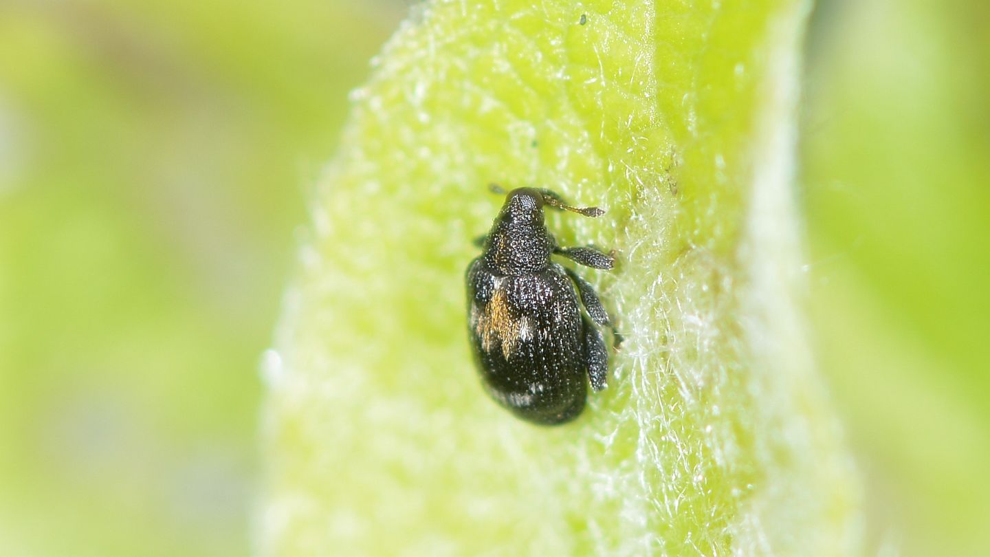 micro Curculionidae: Tachyerges salicis