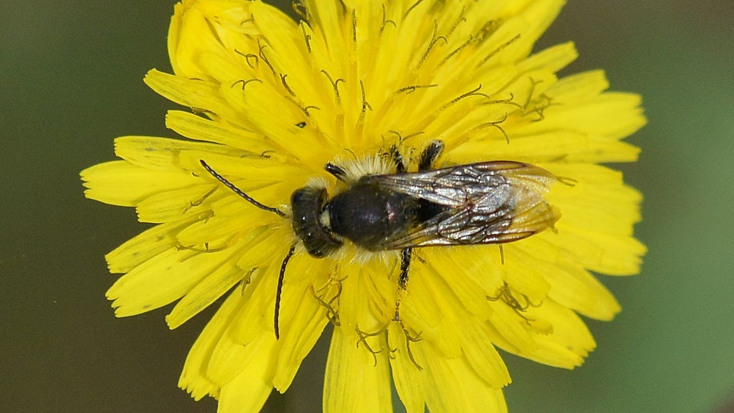 Apidae Megachilinae: Osmia sp., maschio