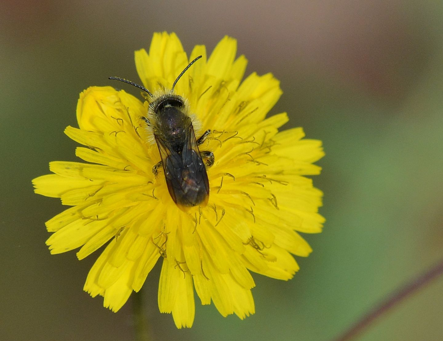 Apidae Megachilinae: Osmia sp., maschio