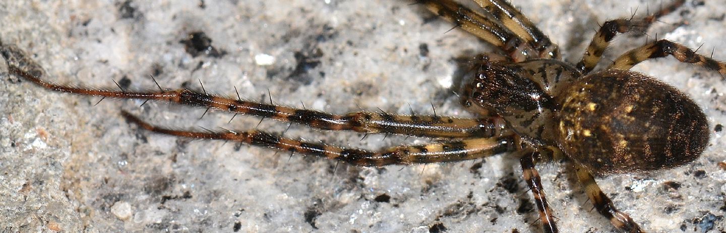 Metellina merianae - Bannio Anzino (VCO)