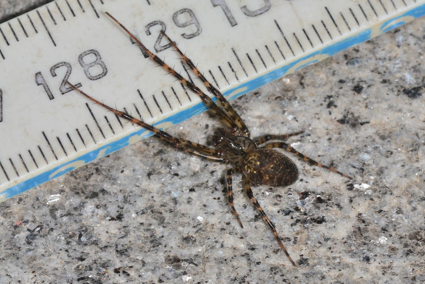 Metellina merianae - Bannio Anzino (VCO)