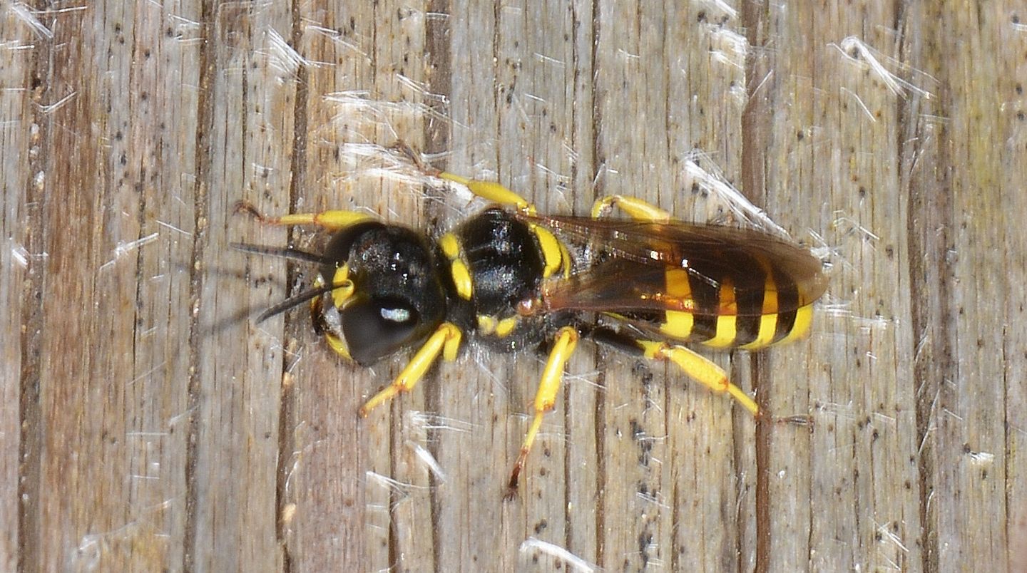 Crabronidae: Ectemnius sp.