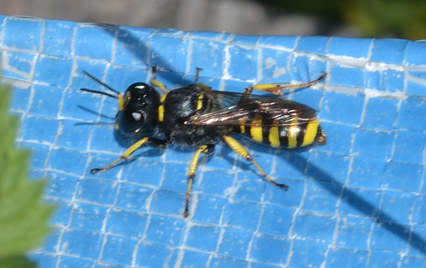 Crabronidae: Ectemnius sp.