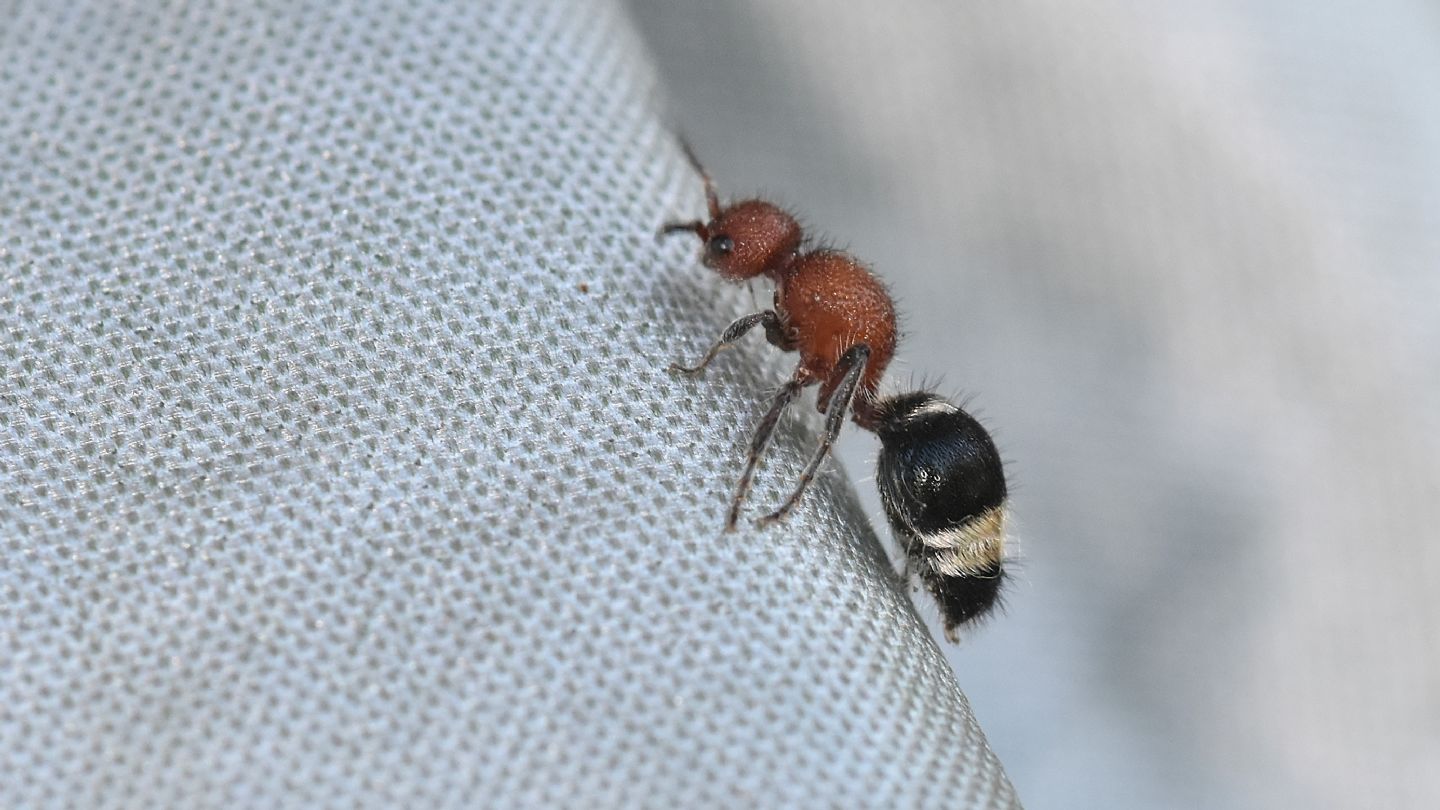 Mutillidae corso: Cystomutilla ruficeps