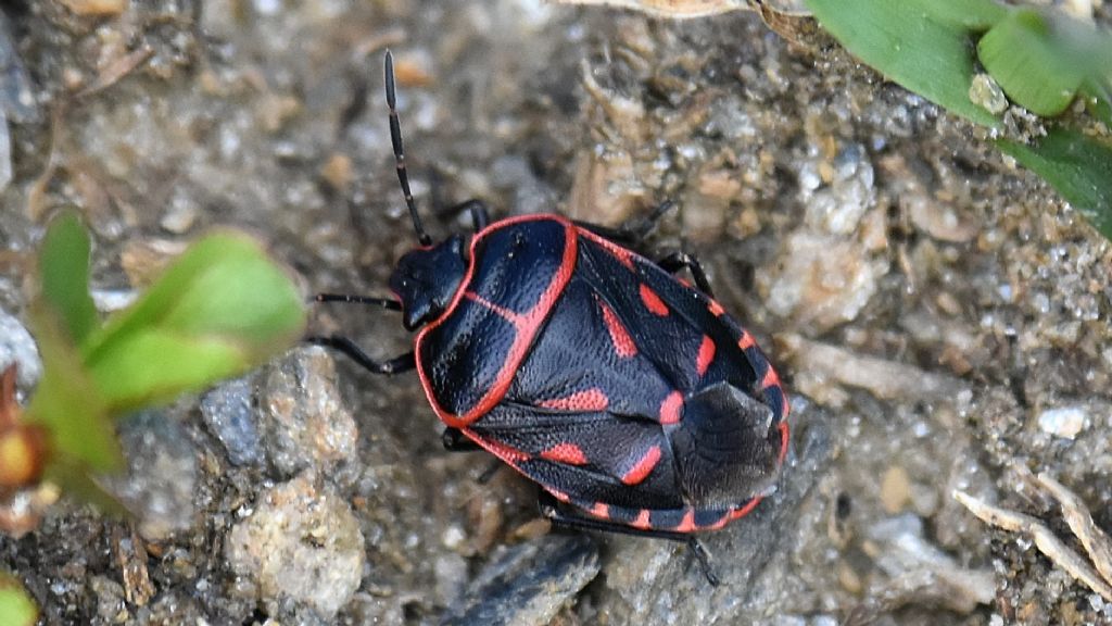 Rosso-nero: Eurydema rotundicollis in Alta Val Formazza (m 1800)