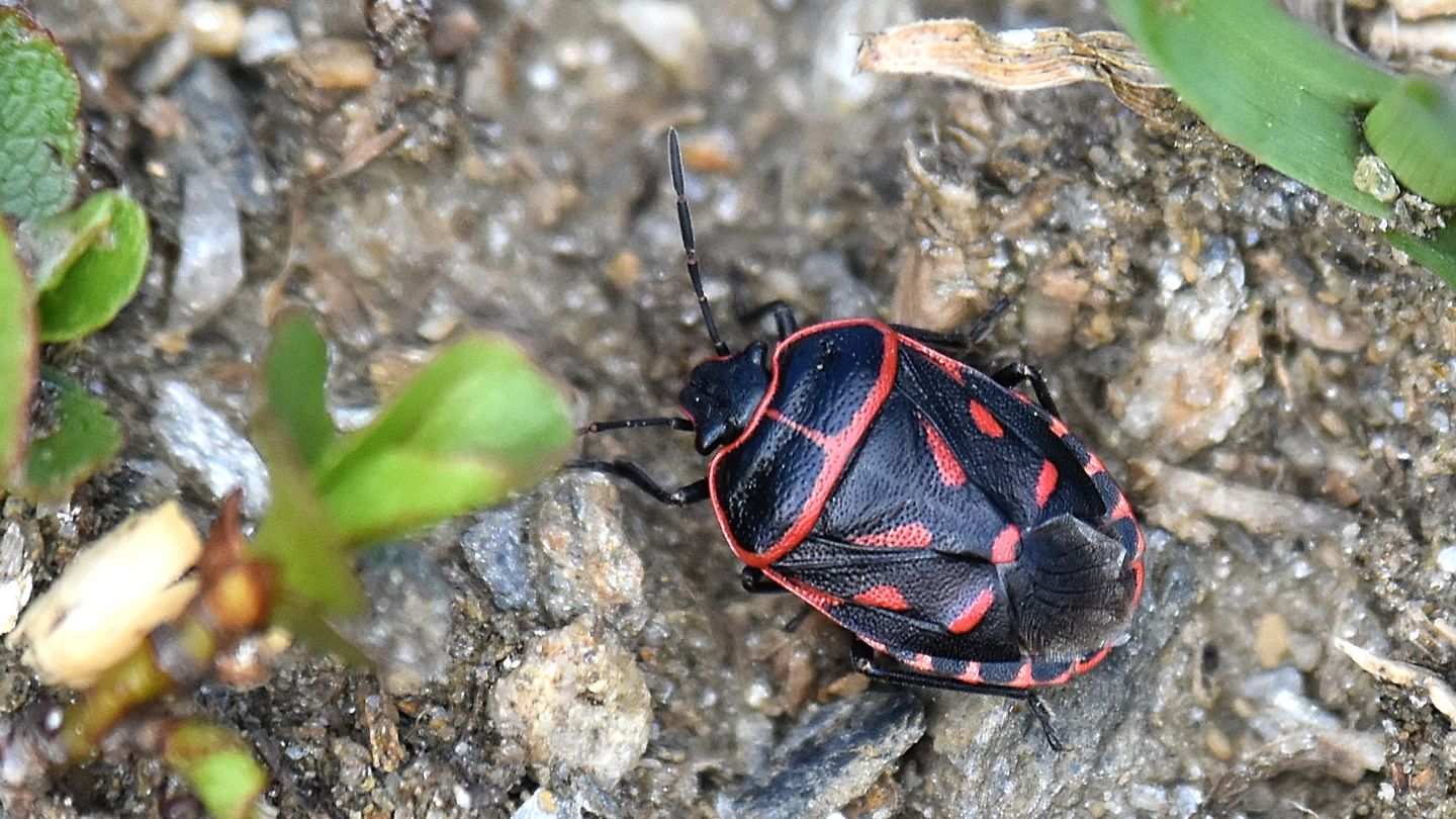 Rosso-nero: Eurydema rotundicollis in Alta Val Formazza (m 1800)