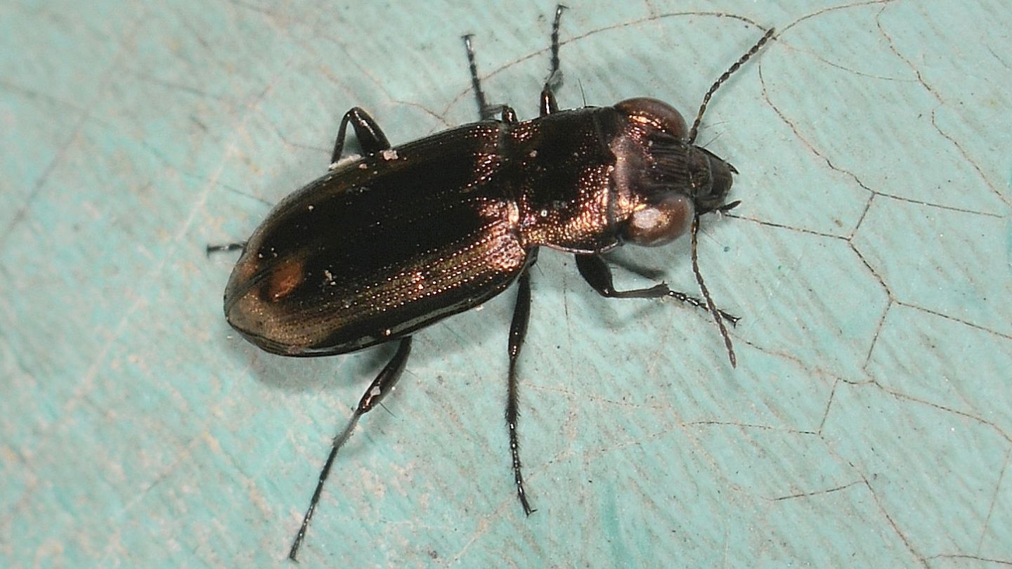 Carabidae: Notiophilus biguttatus