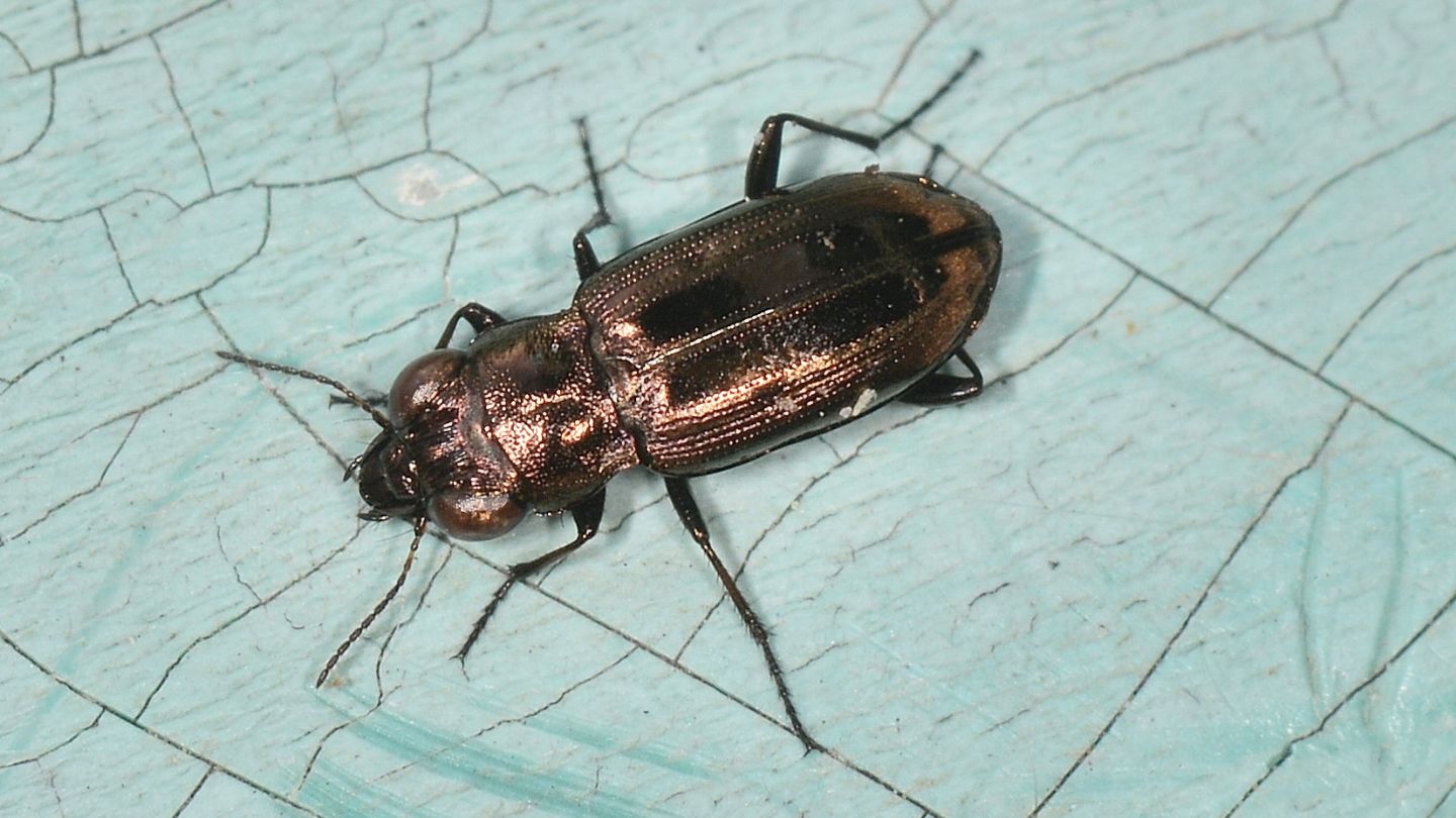 Carabidae: Notiophilus biguttatus