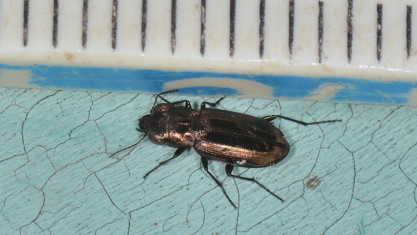 Carabidae: Notiophilus biguttatus