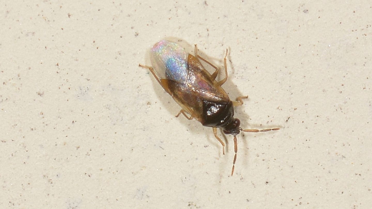 Piccolissimo: Anthocoridae: Orius sp.