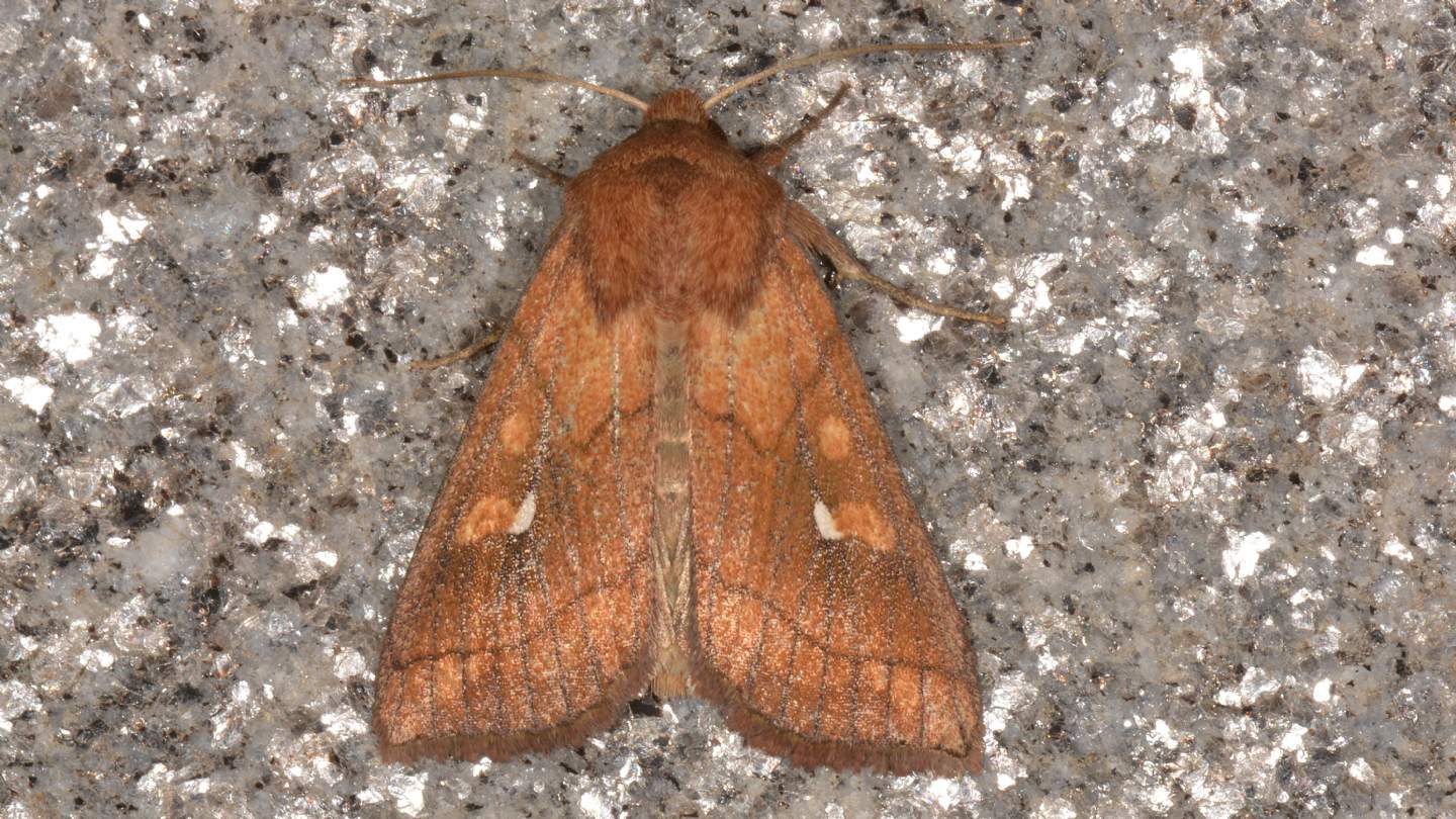 Noctuidae: Mythimna conigera? S