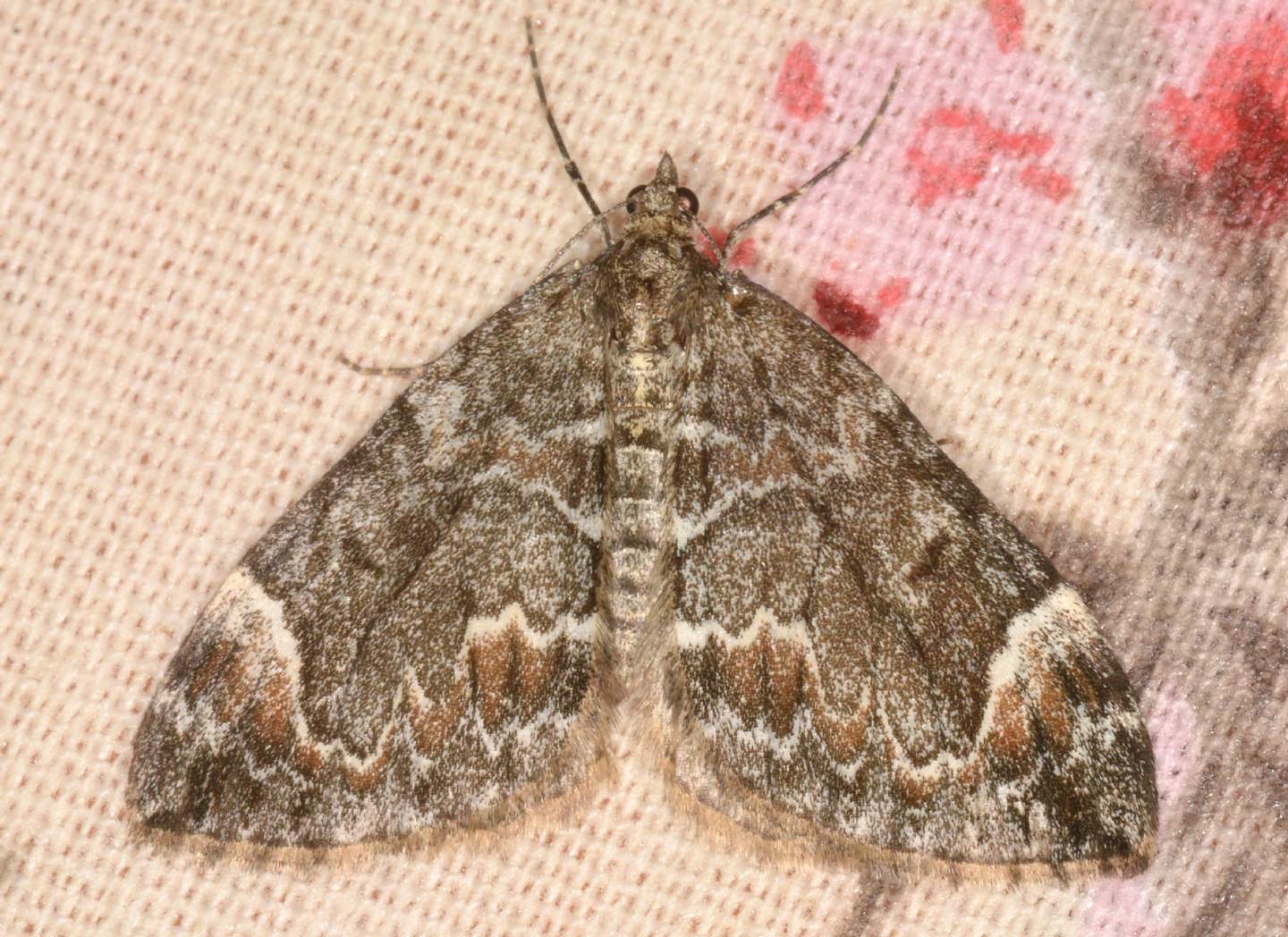 Dysstroma citrata - Geometridae