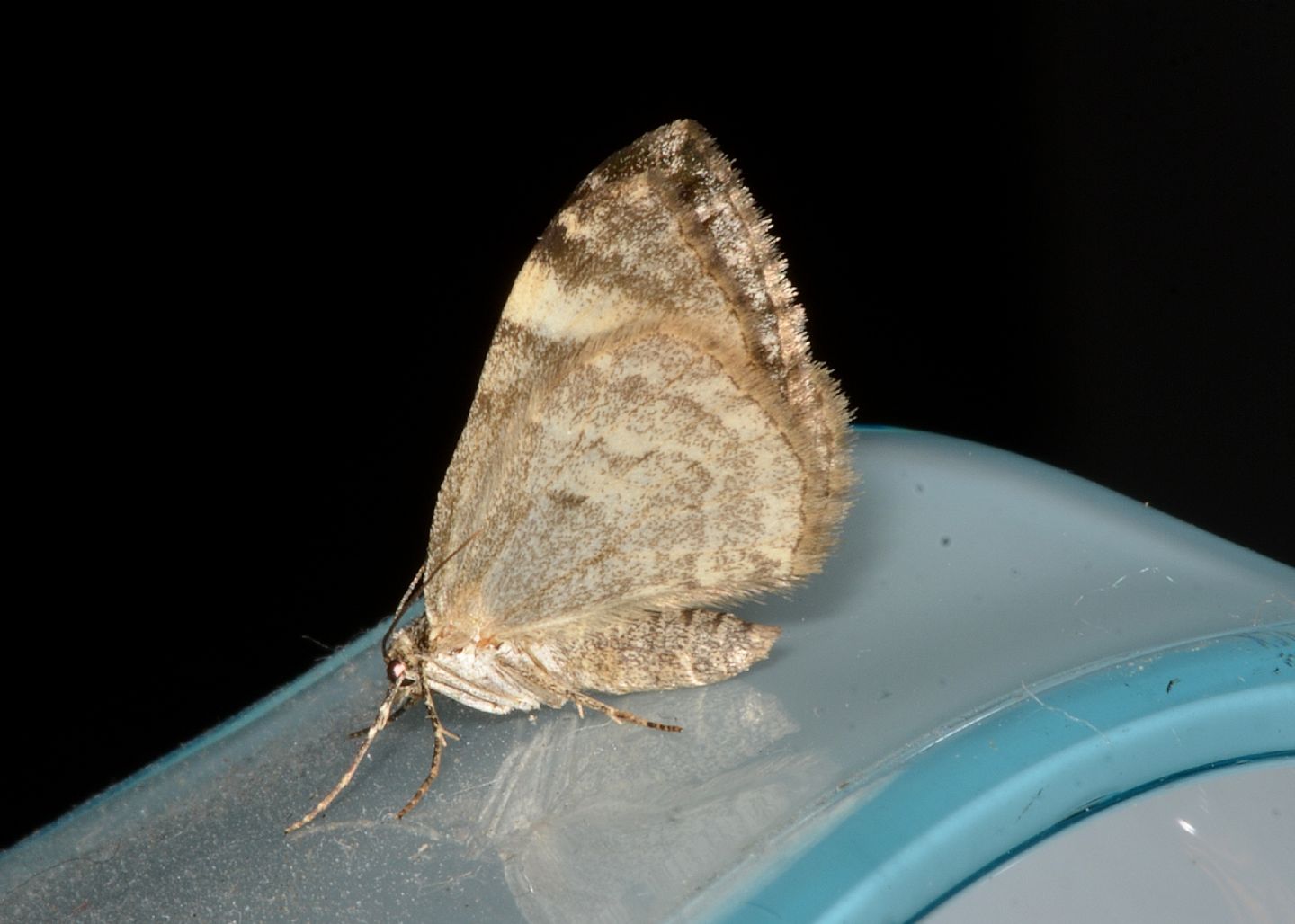 Dysstroma citrata - Geometridae