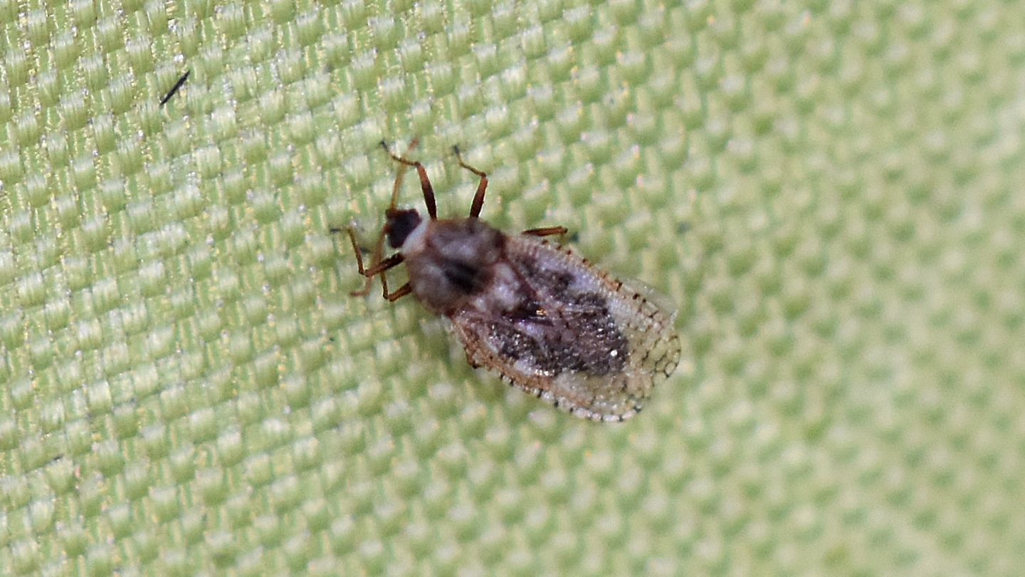 In Corsica: Dictyla sp. (Tingidae). Si,  D.nassata