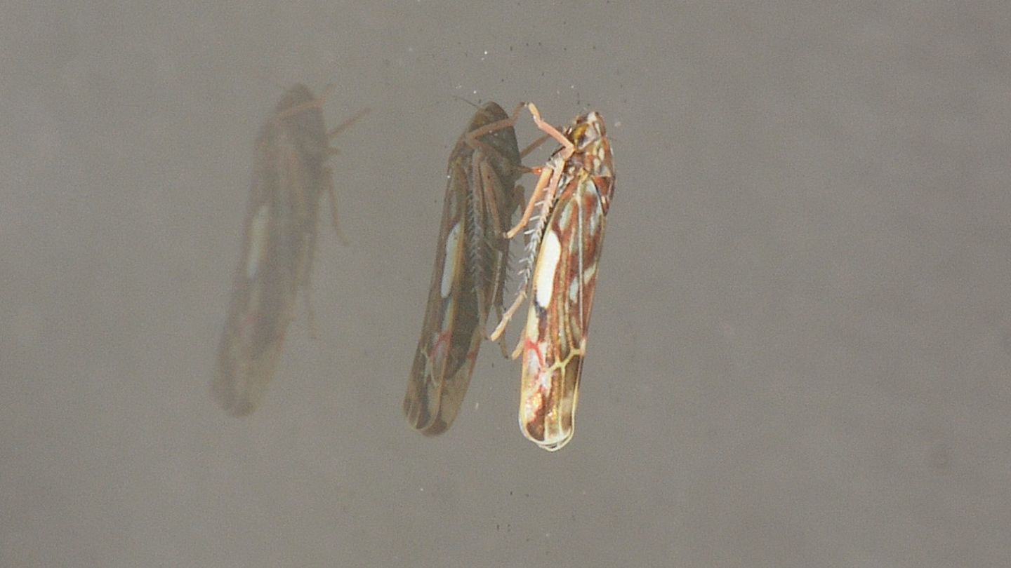 Cicadellidae Thyplocybinae: Erasmoneura vulnerata