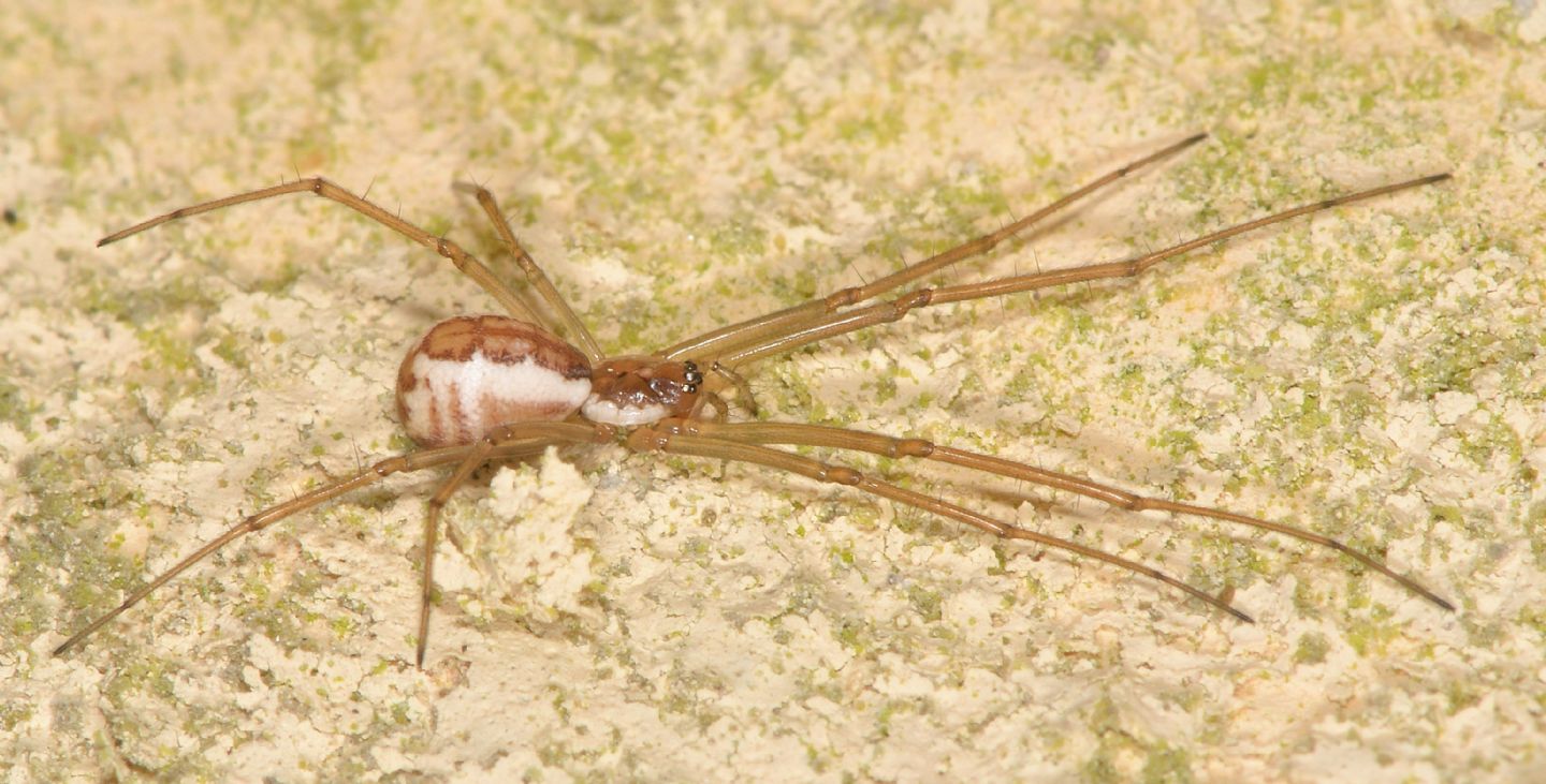 Neriene sp.  - Bannio Anzino (VCO)