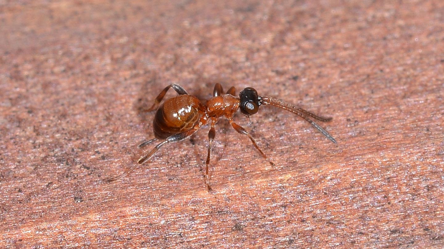 Ichneumonidae ?  S, Gelis sp.