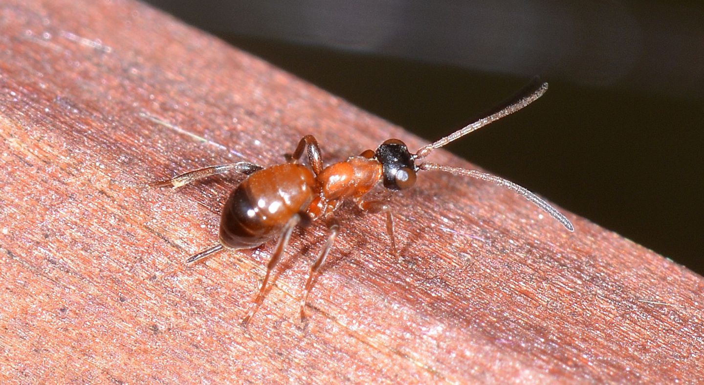 Ichneumonidae ?  S, Gelis sp.