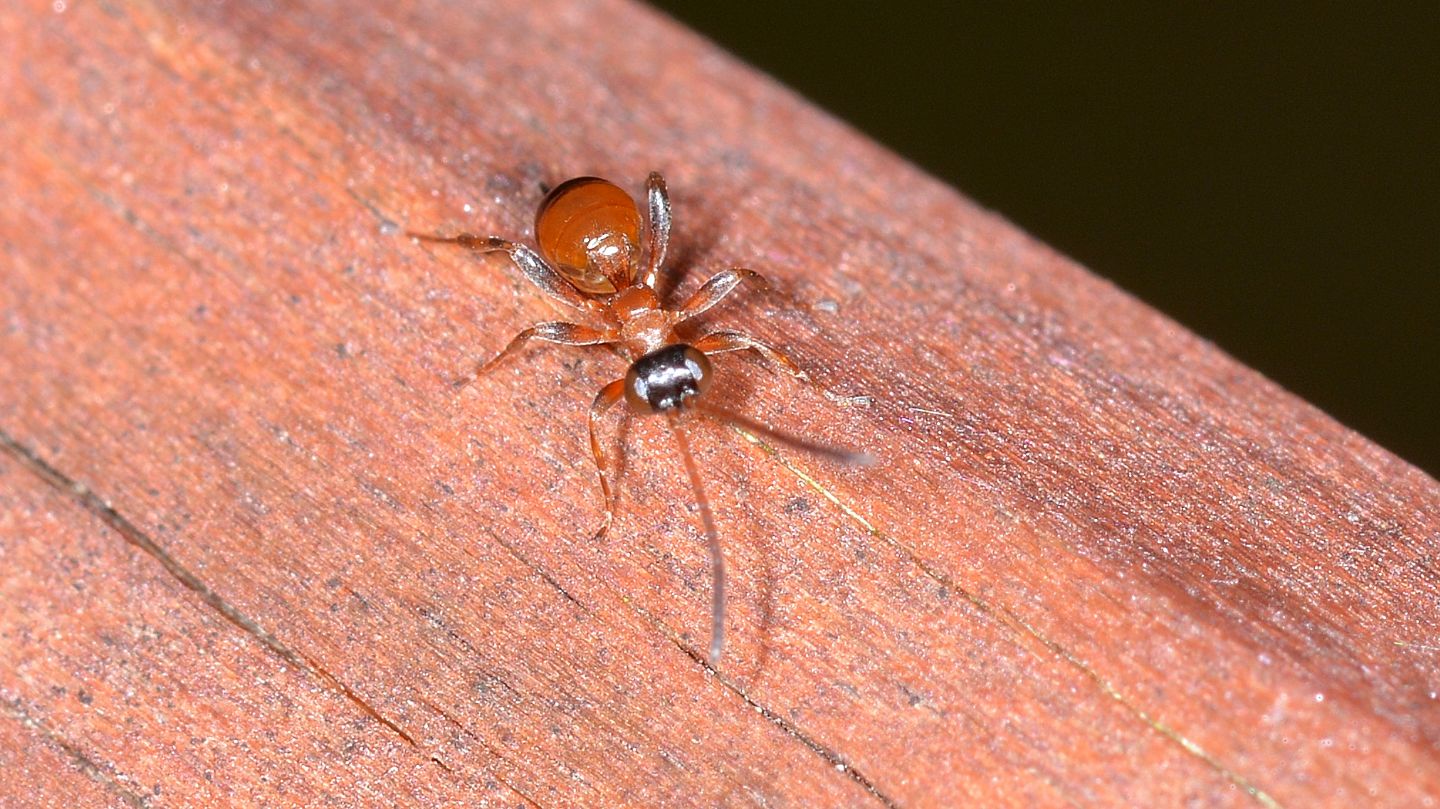 Ichneumonidae ?  S, Gelis sp.