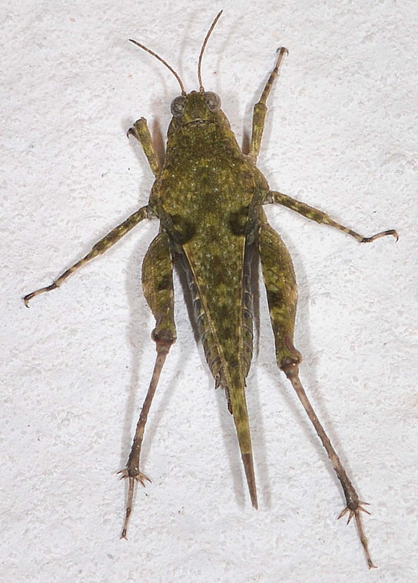 Tetrigidae: Paratettix meridionalis