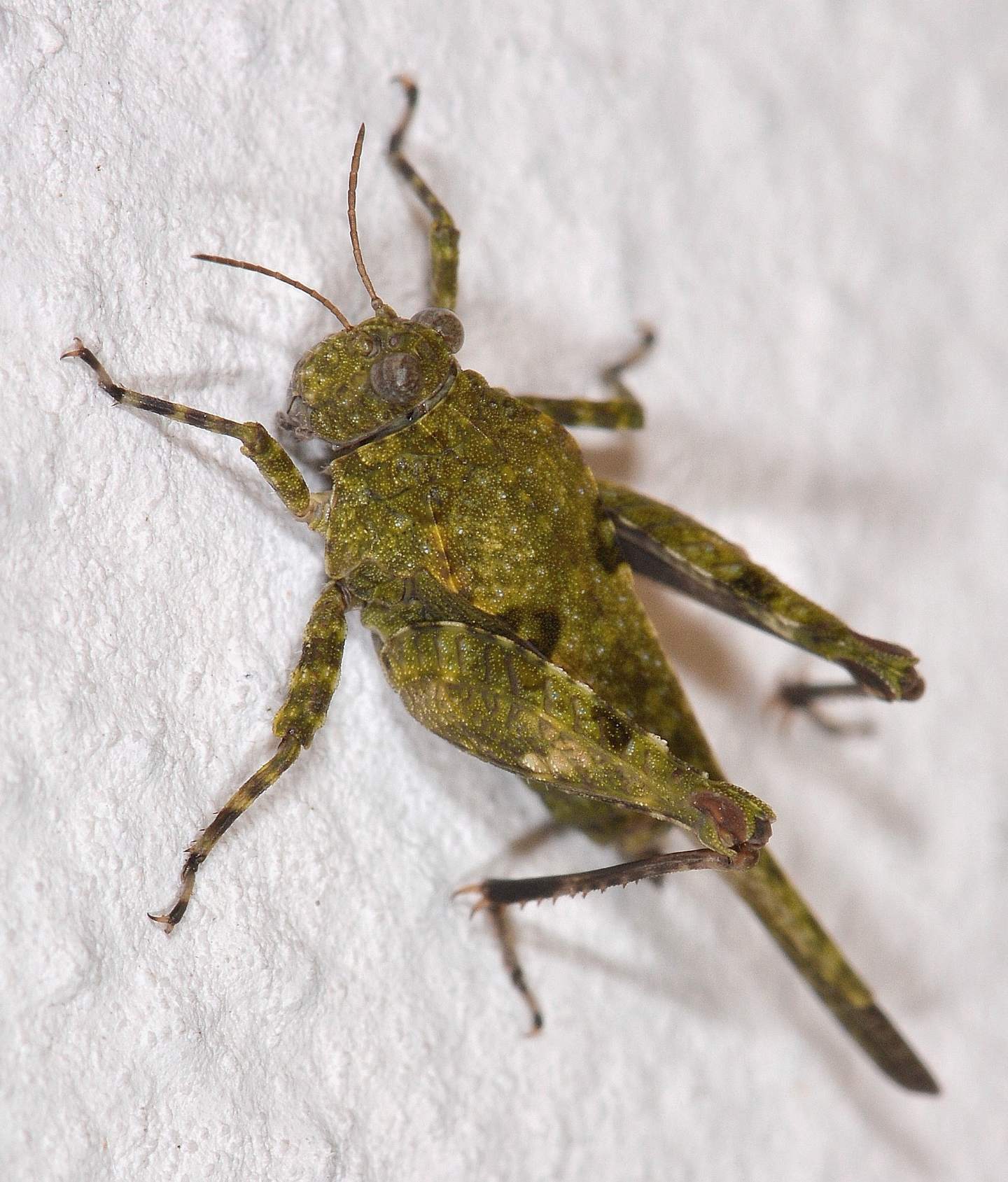 Tetrigidae: Paratettix meridionalis